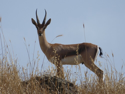 תמונה של המסלולים הקצרים