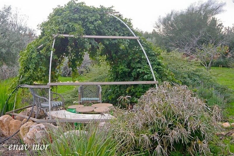 תמונה של בית האורן - 8 תמונה של בית האורן - 8