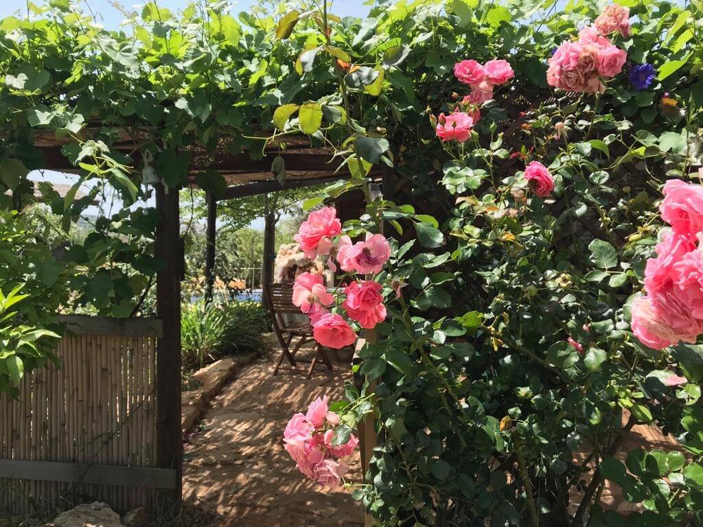 תמונה של בקתת דפנה - 7