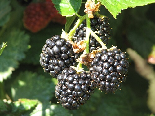 תמונה של הפירות שלנו