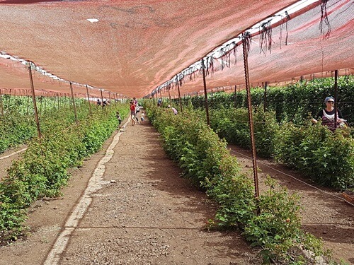 תמונה של הפירות שלנו