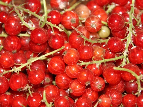 תמונה של הפירות שלנו