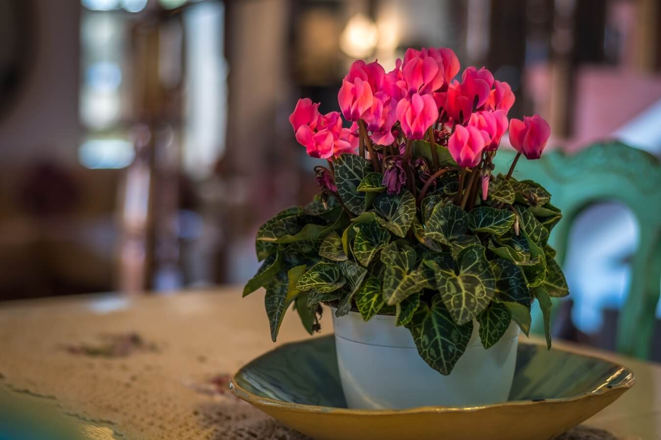 תמונה של פנים הוילה - 10 תמונה של פנים הוילה - 10