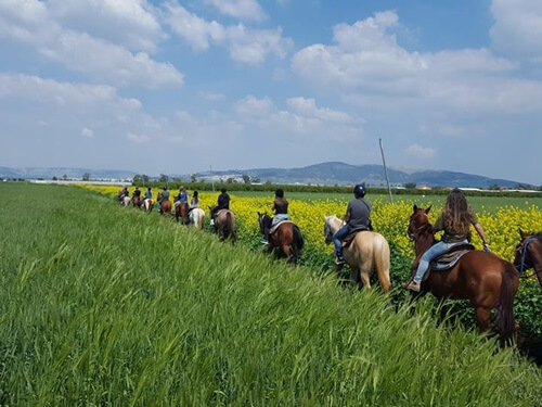 תמונה של טיולי סוסים