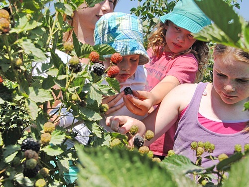 תמונה של חנוכה בקטופותי