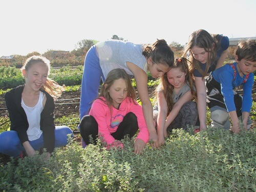 תמונה של חנוכה בקטופותי