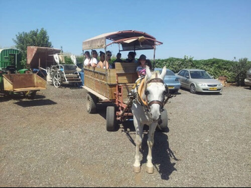תמונה של טיולי סוסים