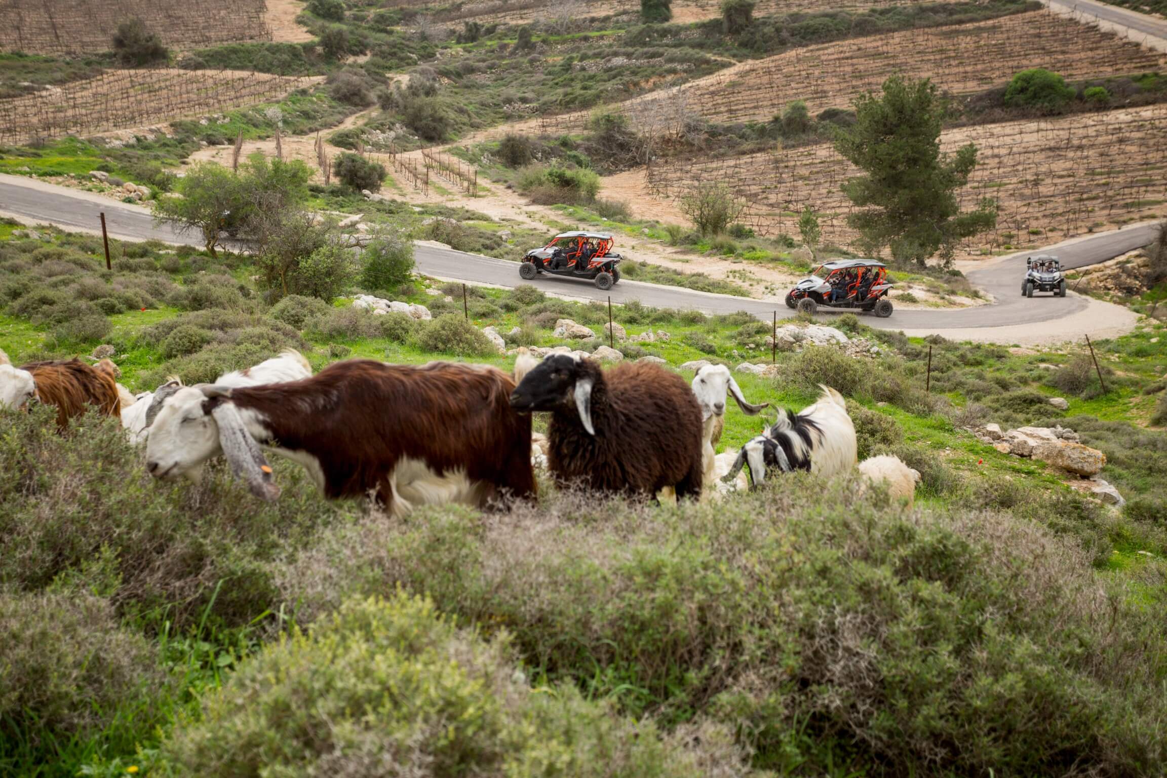 תמונה של טרקטורונים