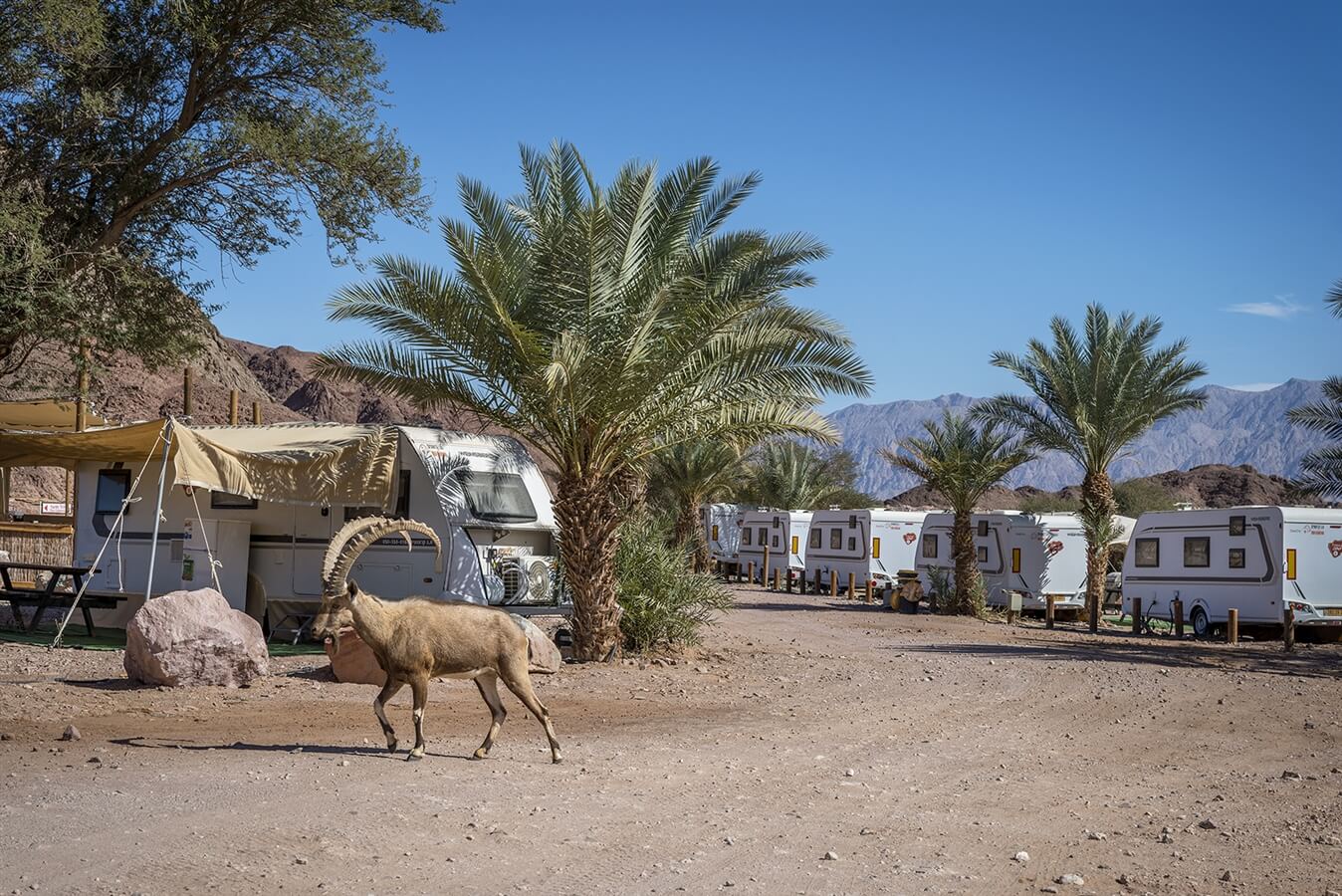 תמונה של קרוואנים - 4