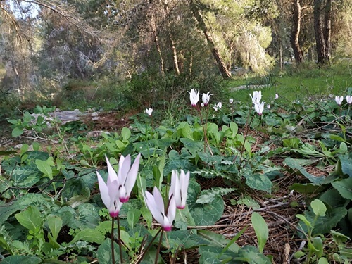תמונה של מסלולים