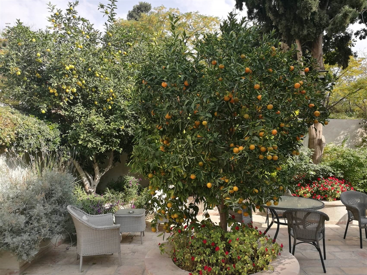 תמונה של סוויטת בוירלה - 5