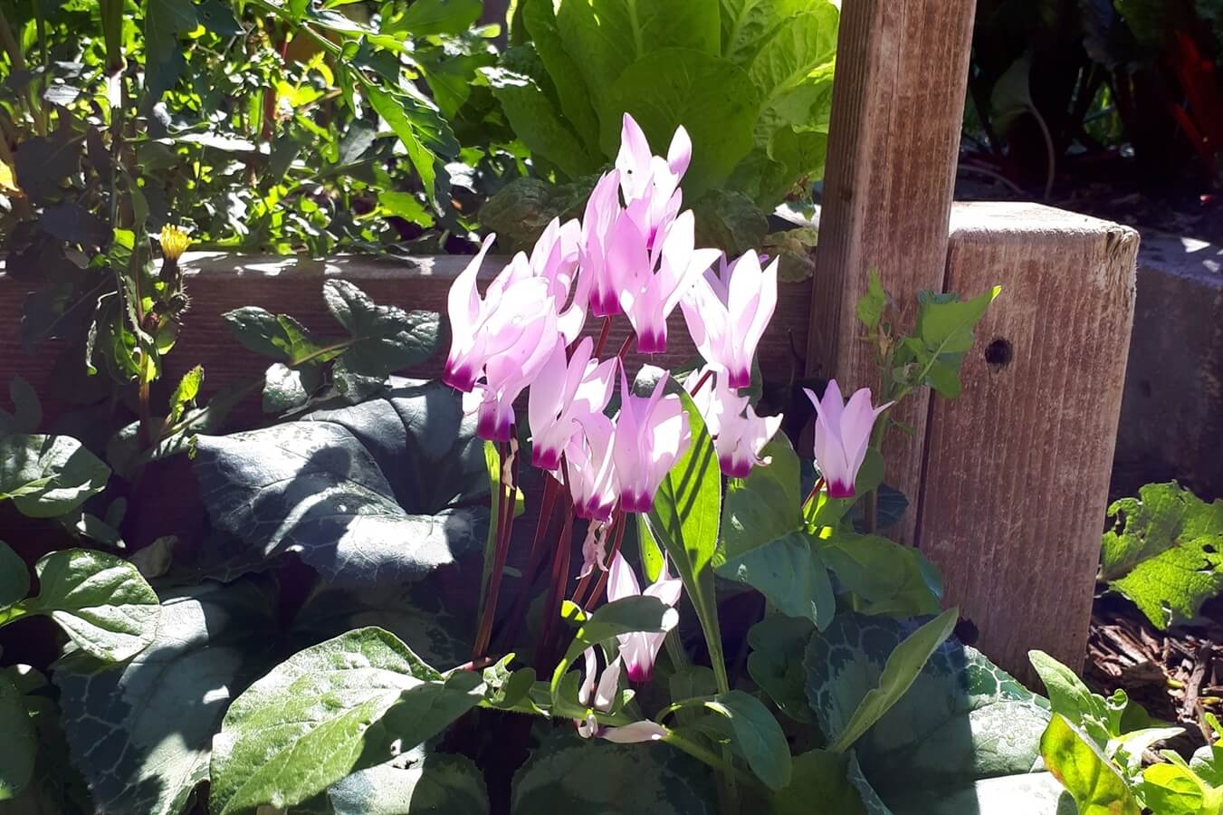 תמונה של הצימר הזוגי - 7