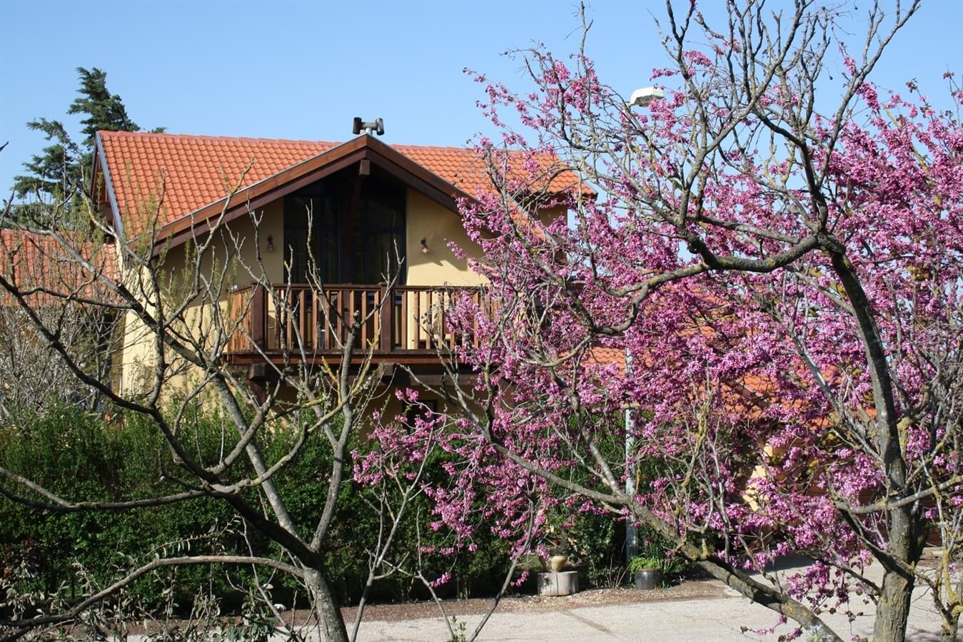 תמונה של לבנדר - 7