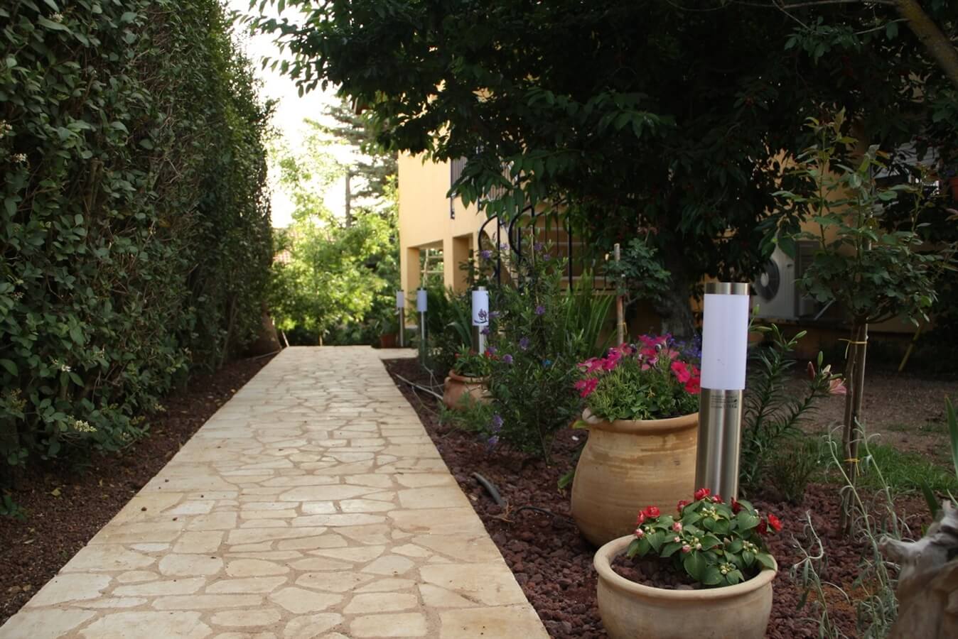 תמונה של לבנדר - 6