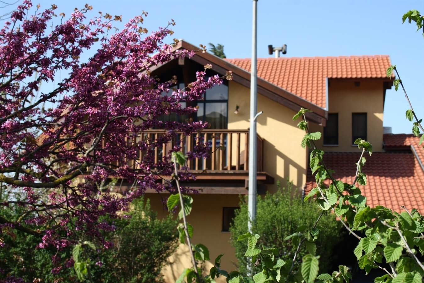 תמונה של רוזמרין - 5