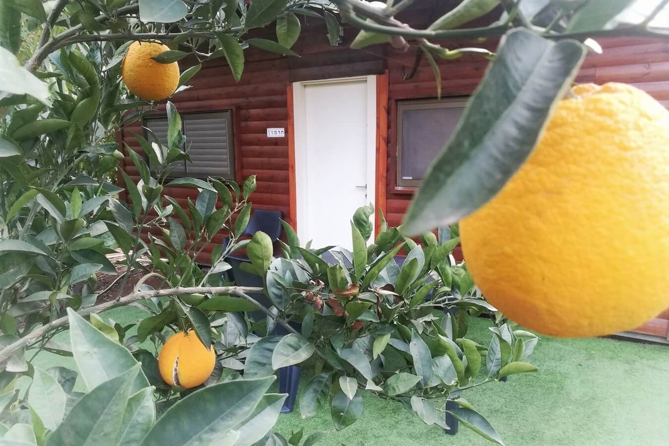 תמונה של חרמון - 6