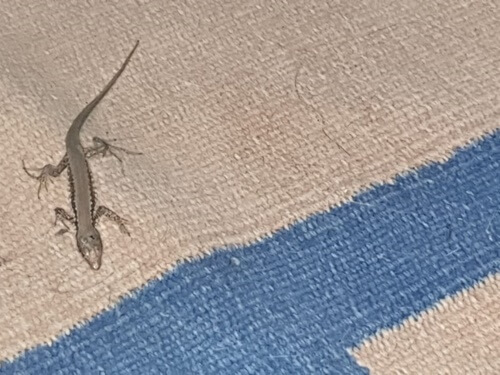 תמונה של טיולי ג'יפים ומסלולים