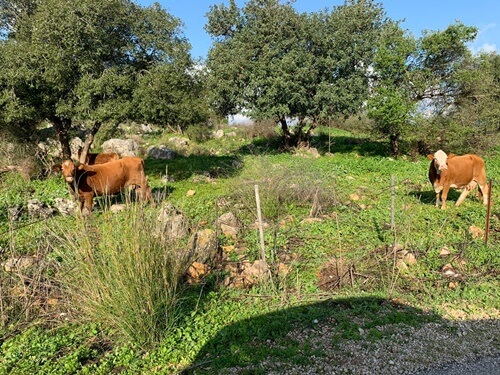 תמונה של טיולי קלאב קאר תמונה של טיולי קלאב קאר
