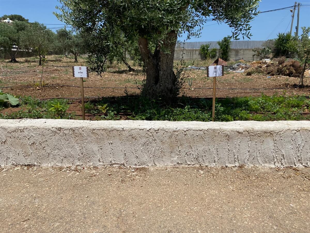 תמונה של הסוויטות - 9