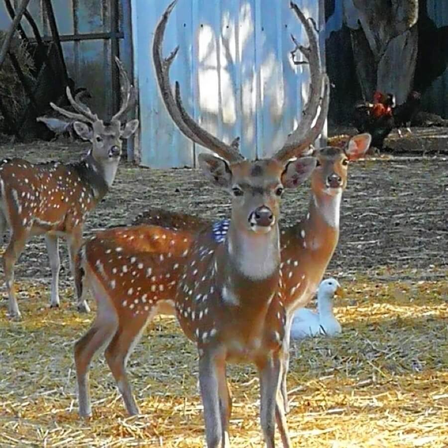 תמונה שצולמה בלגעת בחיות - 1 תמונה של לגעת בחיות - 1