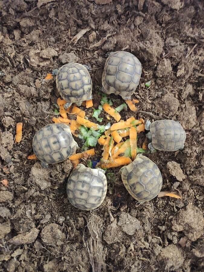 תמונה שצולמה בלגעת בחיות - 2 תמונה של לגעת בחיות - 2