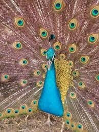 תמונה שצולמה בלגעת בחיות - 4 תמונה של לגעת בחיות - 4