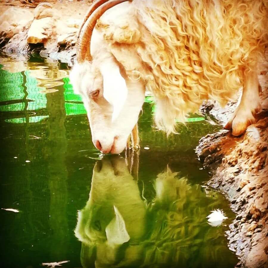 תמונה שצולמה בלגעת בחיות - 3 תמונה של לגעת בחיות - 3