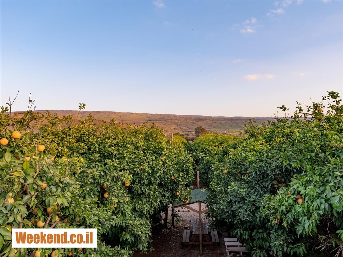 תמונה של valleybus - 4