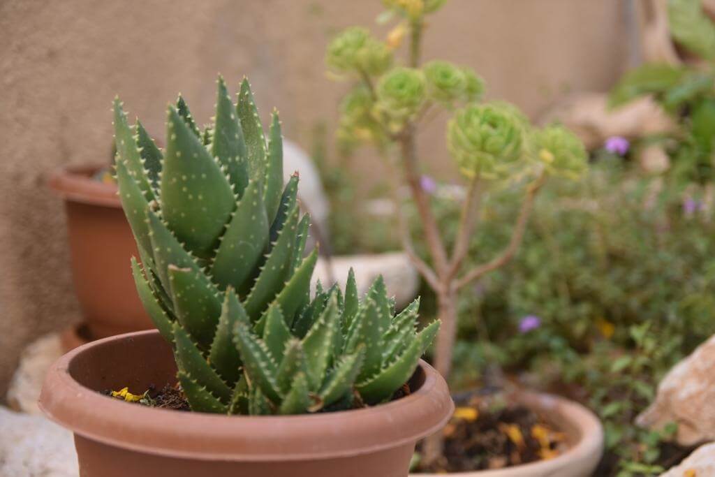 תמונה של יחידת האירוח - 14