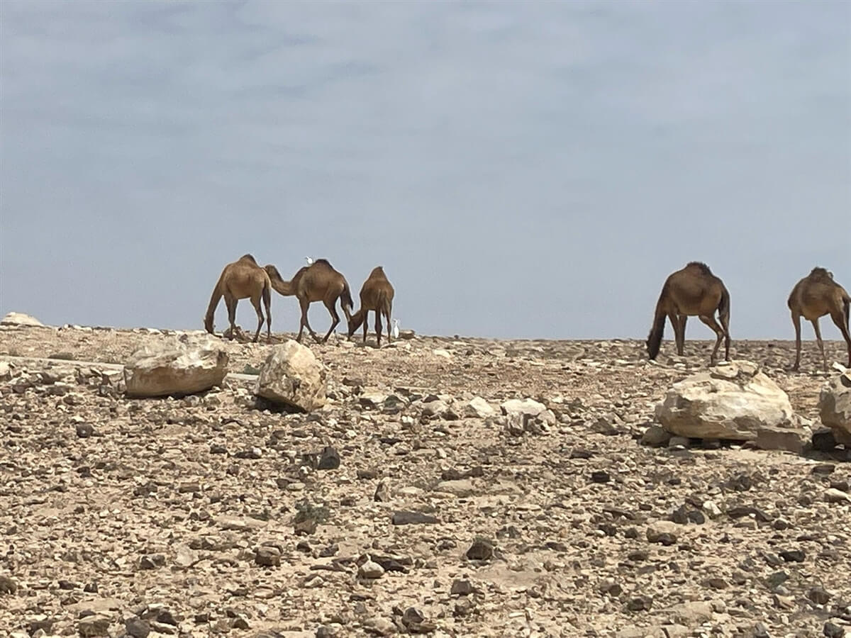 תמונה שצולמה בספארי טורס טיולי ג'יפים - 3 תמונה של ספארי טורס טיולי ג'יפים - 3