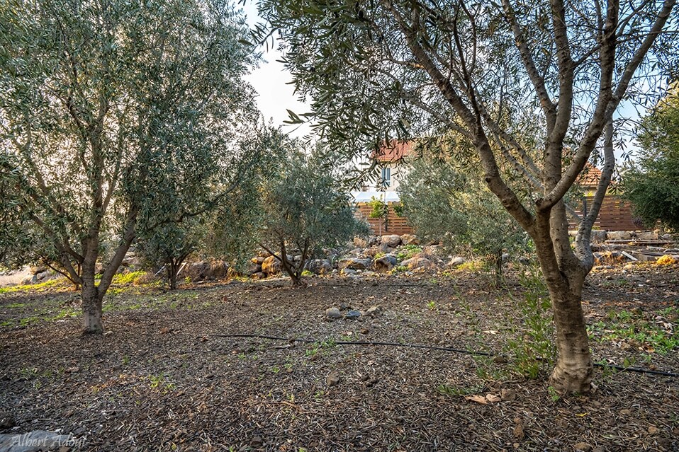 תמונה של סוויטת אגוז - 13 תמונה של סוויטת אגוז - 13
