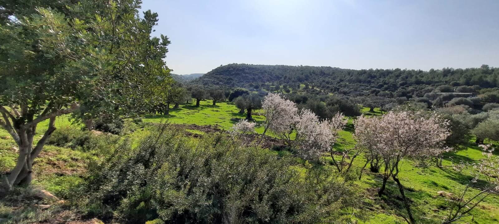 תמונה של הצימר - 13