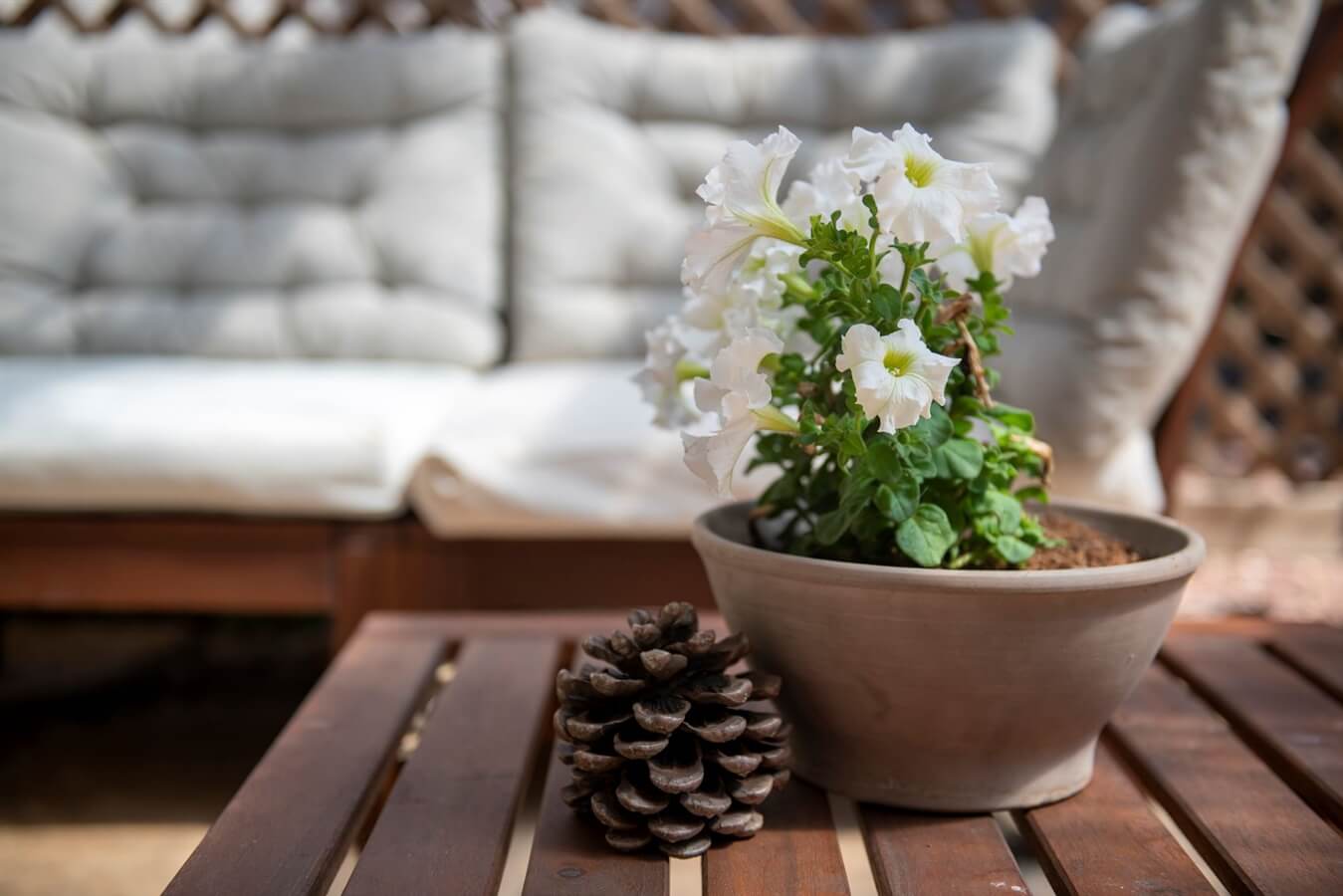 תמונה של בקתת פשטות - 11