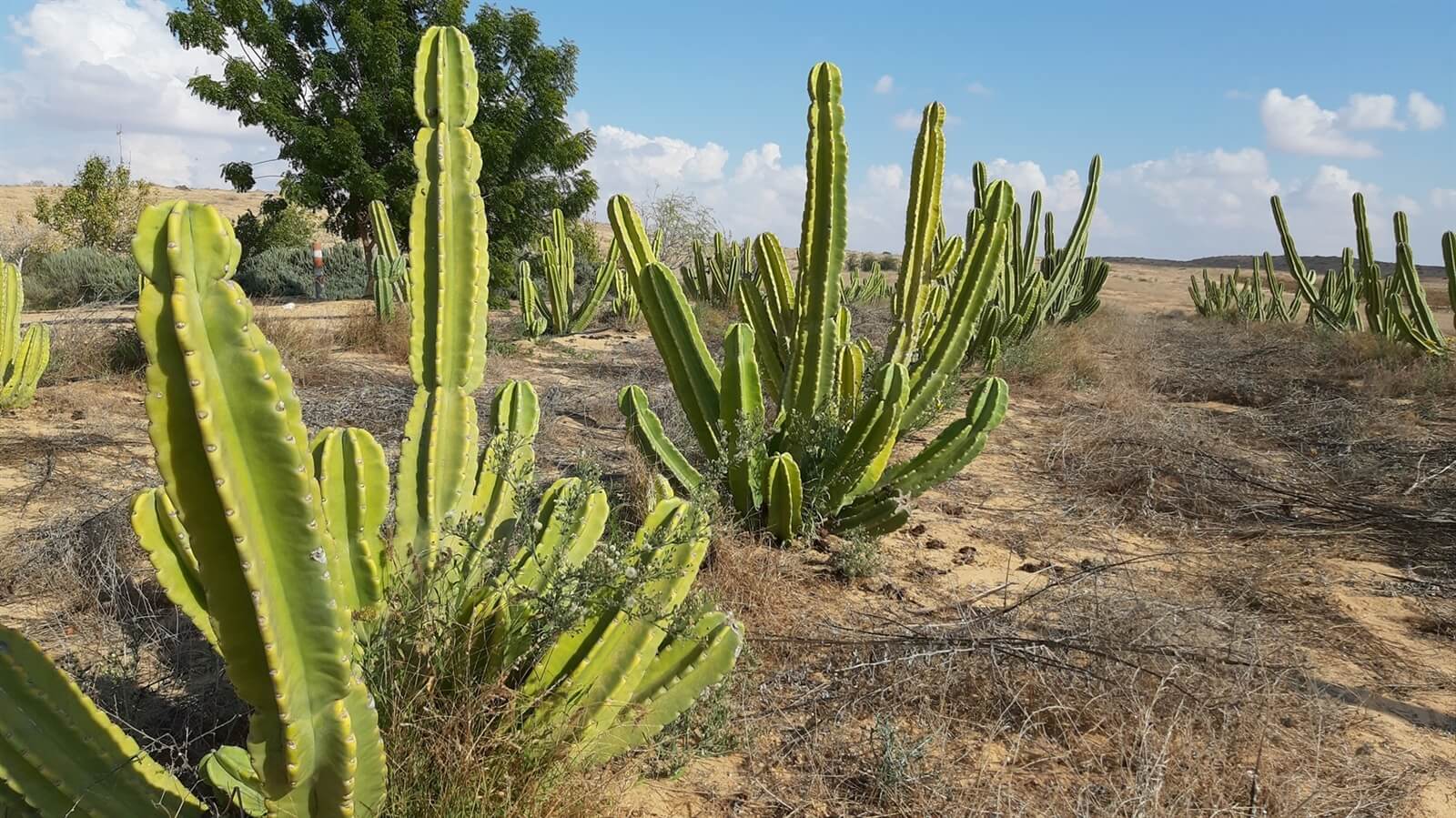 תמונה של גלמפינג - 3