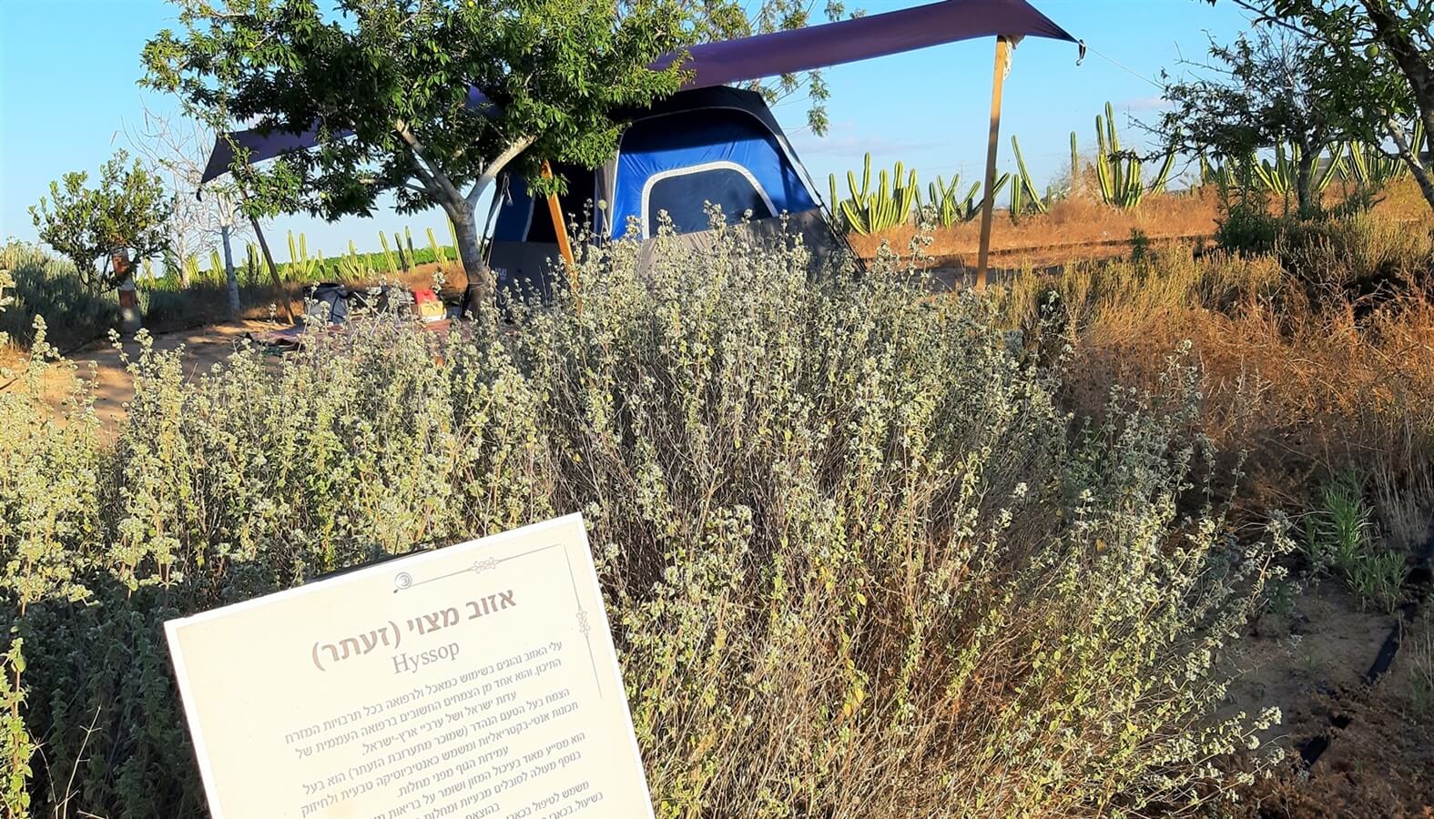 תמונה של מתחם קמפינג - 4
