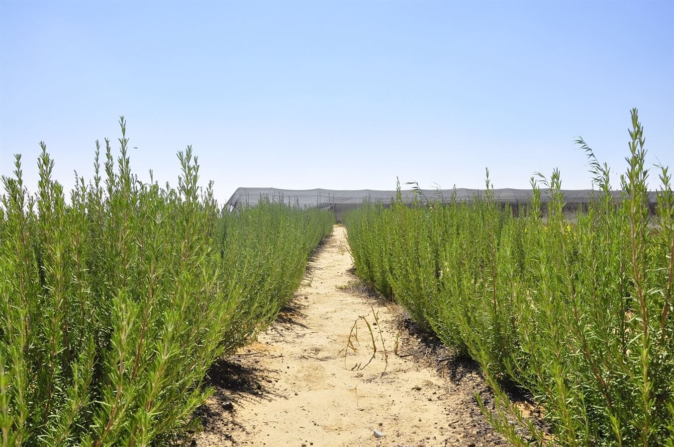 תמונה של מתחם קמפינג - 8