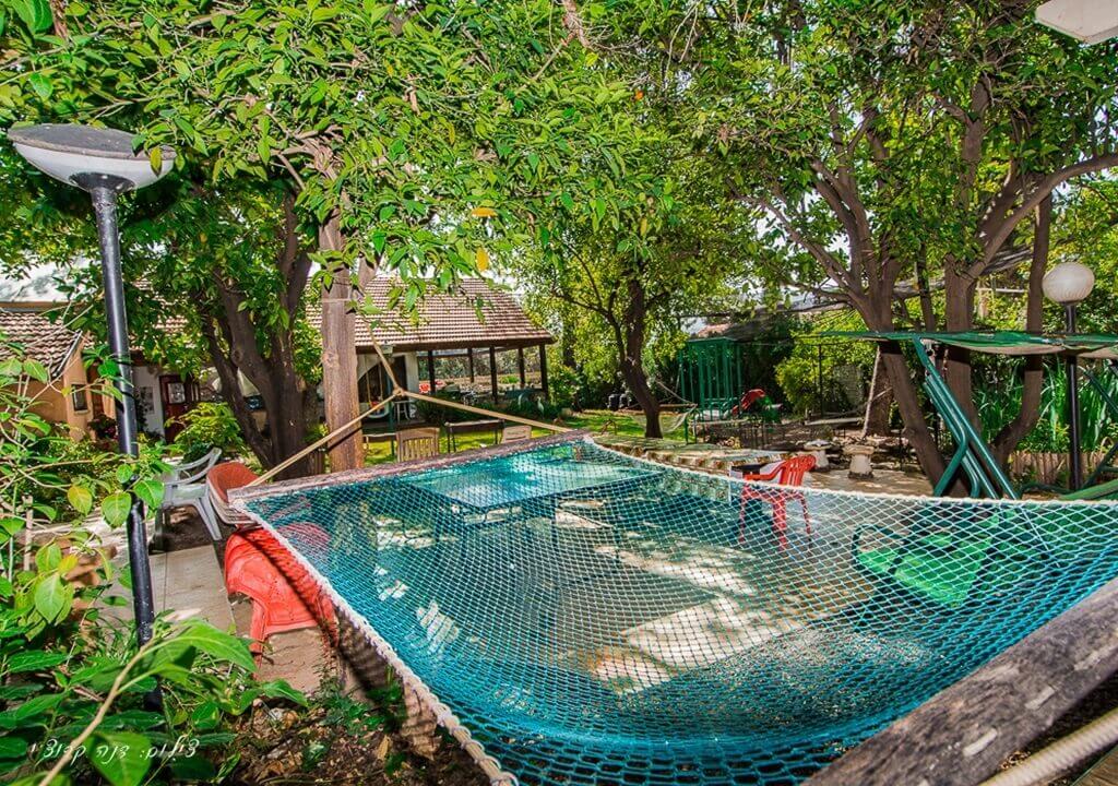 תמונה של בצל עץ הזית - 5