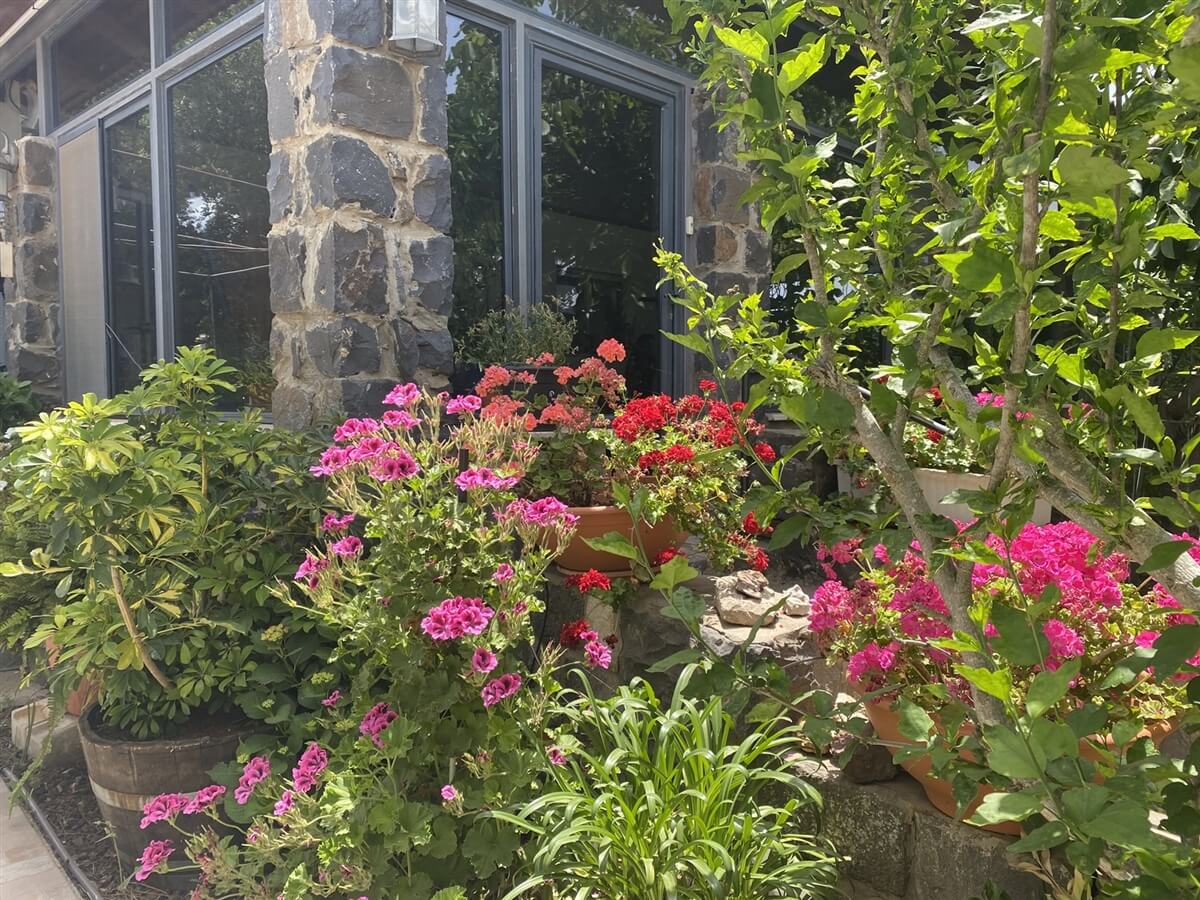 תמונה של חצר ברמה - 7