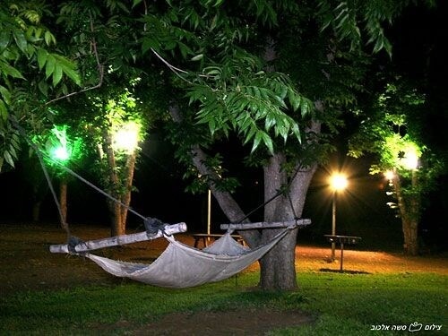 תמונה שצולמה בינאי בצל הפקאן - 1 תמונה של ינאי בצל הפקאן - 1