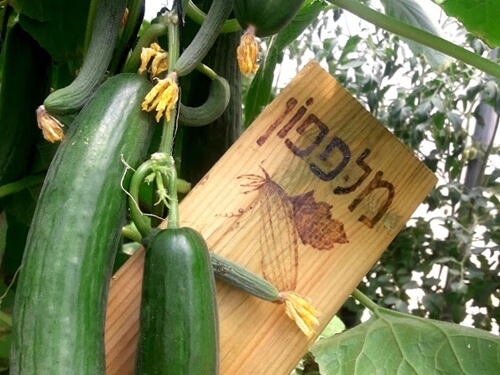 תמונה של חקלאות