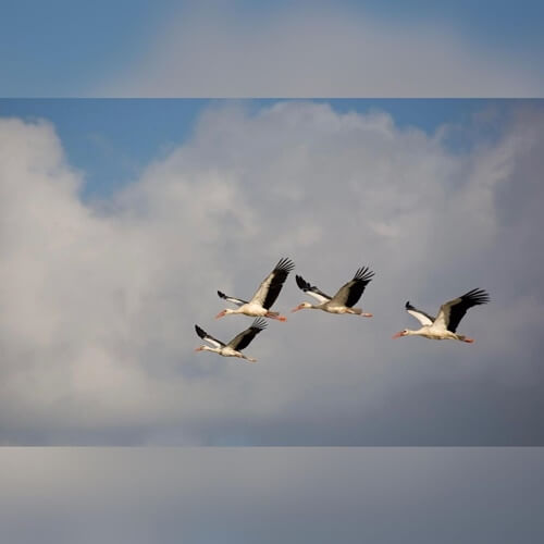 תמונה של טיולי רייזרים