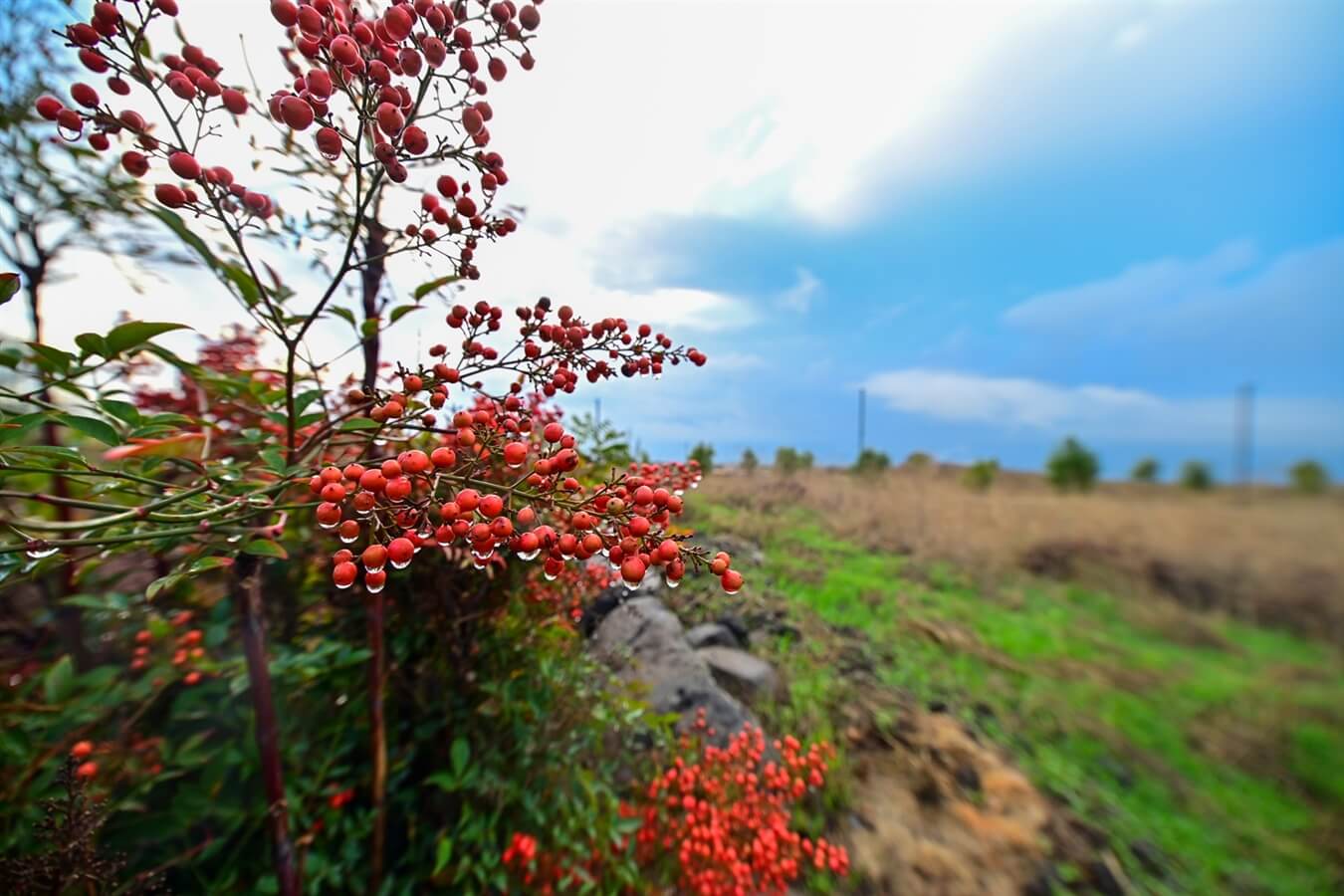 תמונה של בקתת ירח - 10