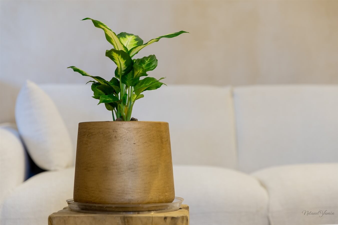 תמונה של חדר 1: המייש - 5